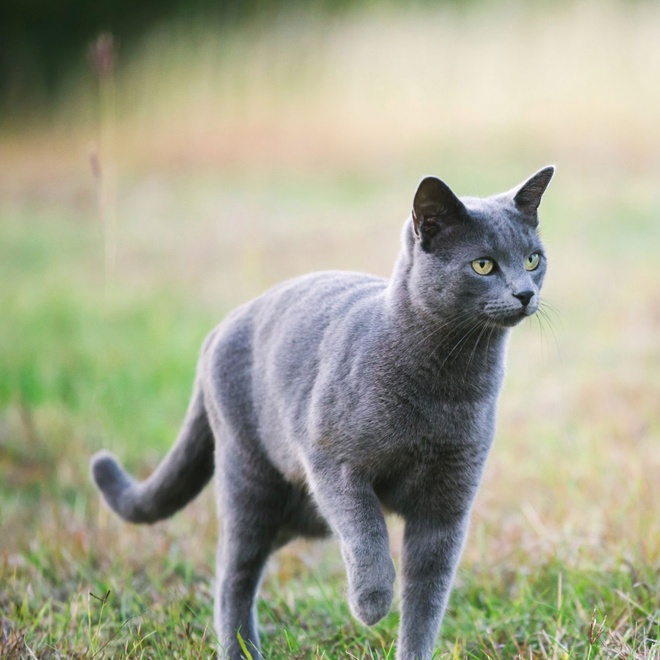 A Russian Blue walking in the grass