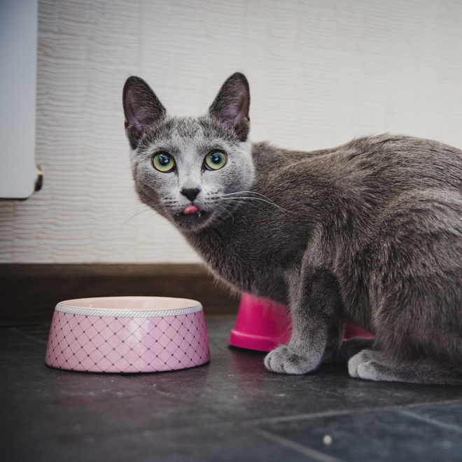 A Russian Blue eating out of his own bowl