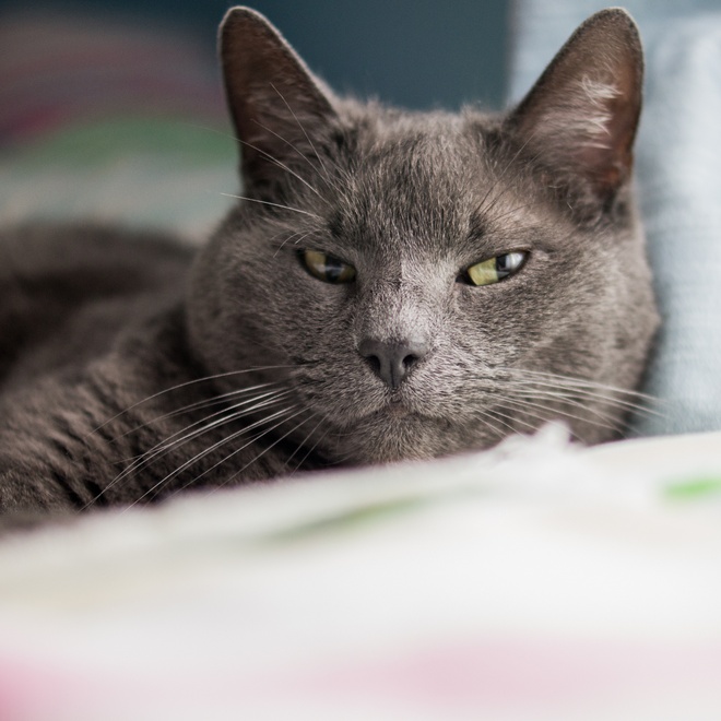 A long Russian Blue