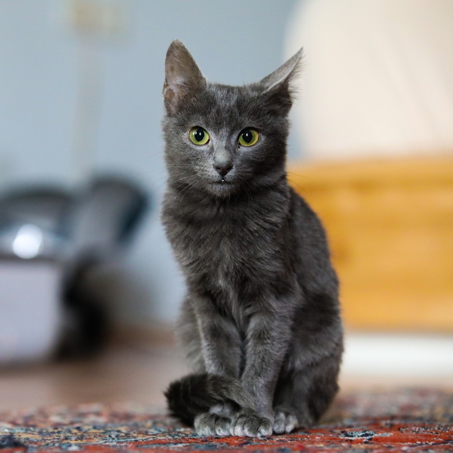 A sitting Russian Blue kitten