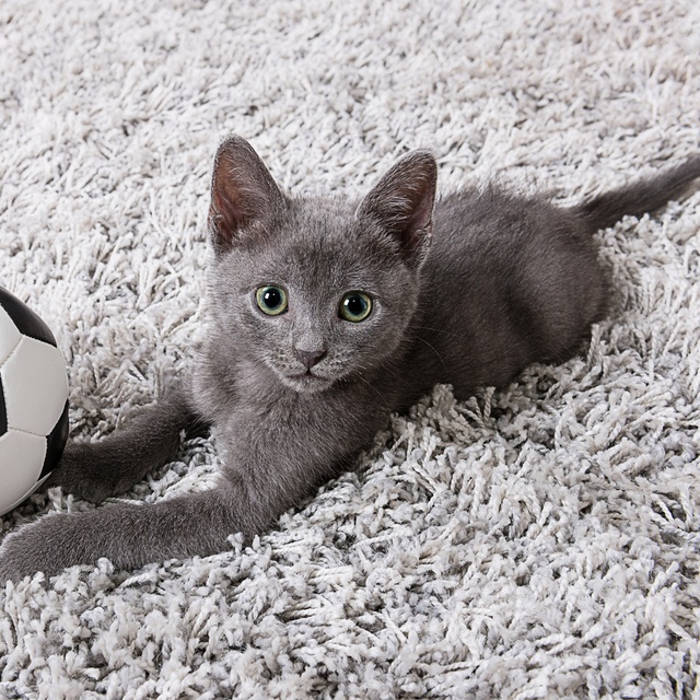 A Russian Blue kitten lying on a carpet next to a ball