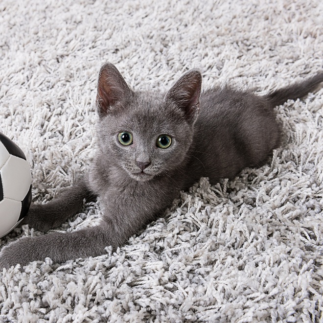 A Russian Blue kitten lying on a carpet next to a ball