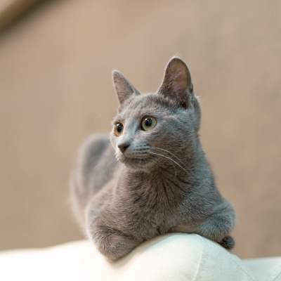 Russian blue hot sale weight