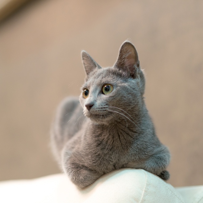 A Russian Blue lying on a sofa