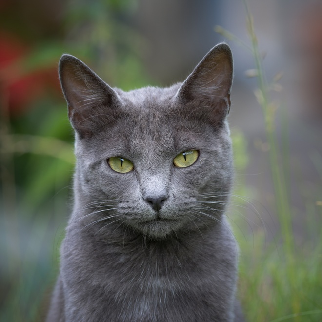 Portrait of a Russian Blue