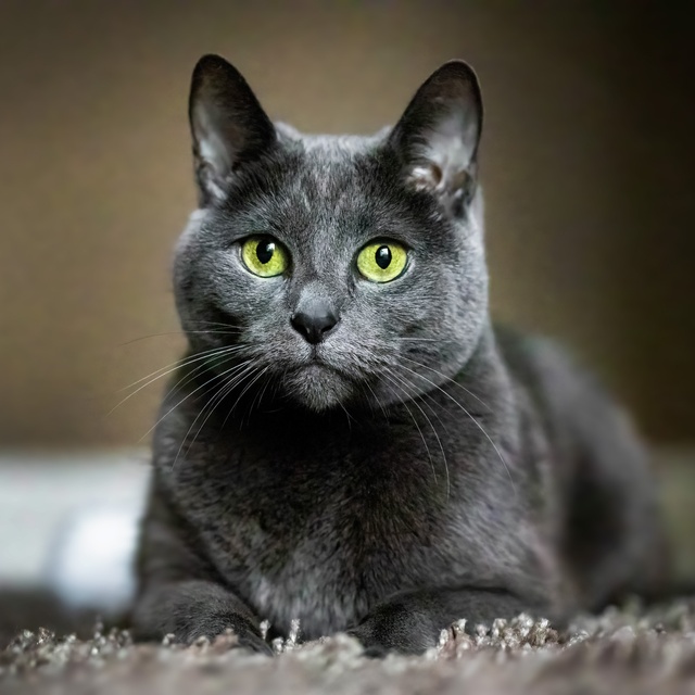 A Russian Blue with big green eyes lying on a carpet