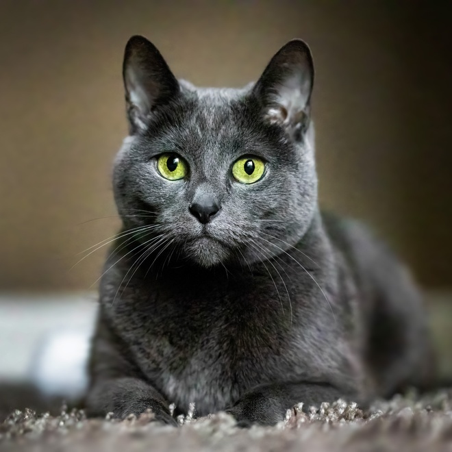 A Russian Blue with big green eyes lying on a carpet