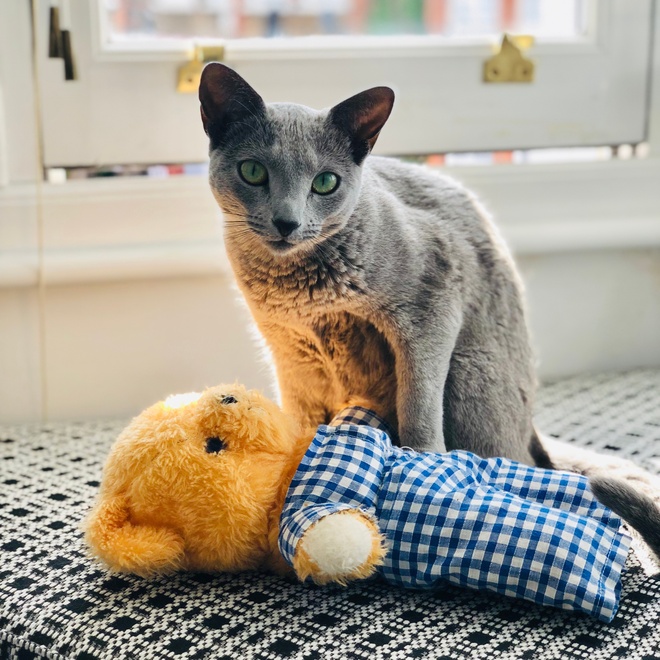 A Russian Blue next to a teddy bear
