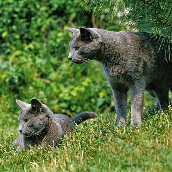 Two Russian blues looking in the same direction