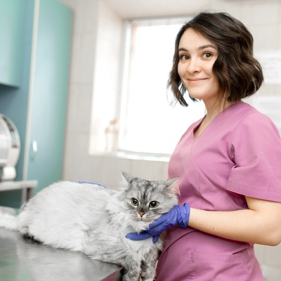 Eine Chinchilla Katze beim Tierarzt