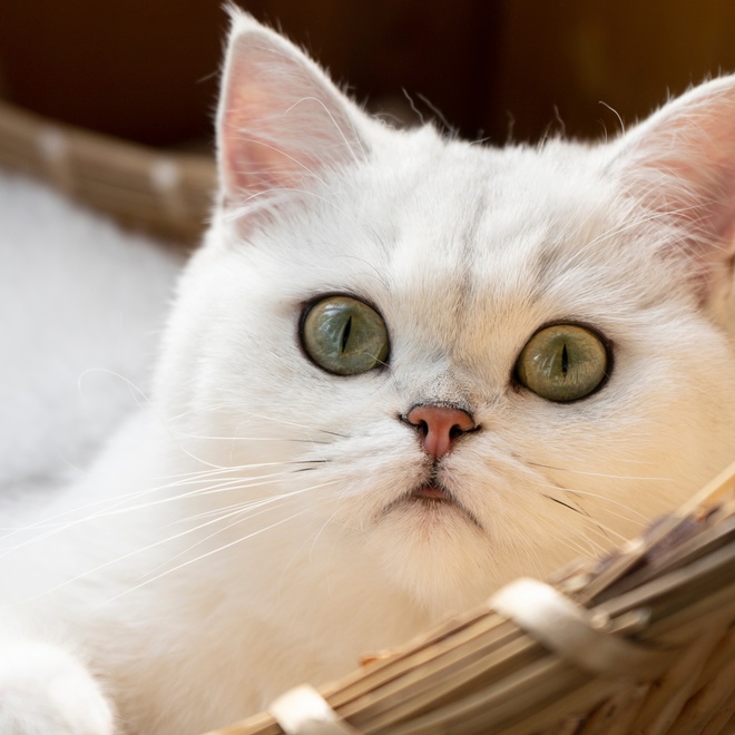 White Chinchilla with green eyes looking in front of him