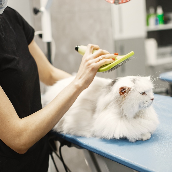 A chinchilla being groomed