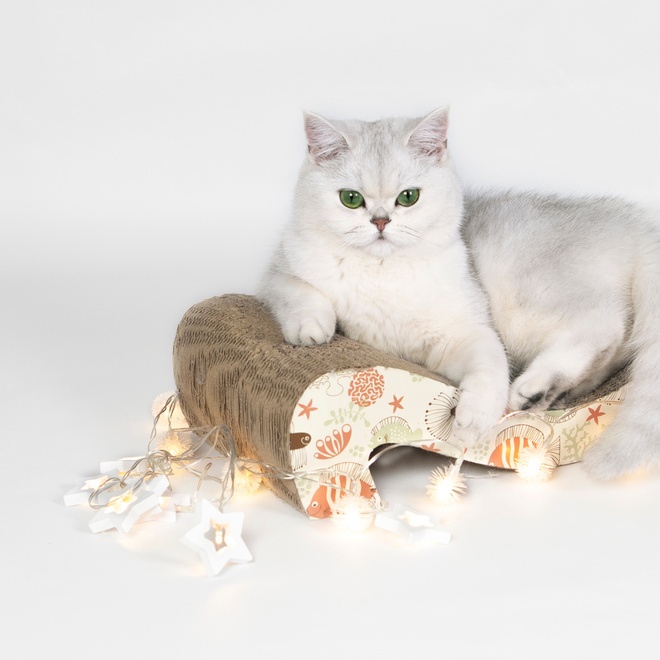 White chinchilla sitting on a board