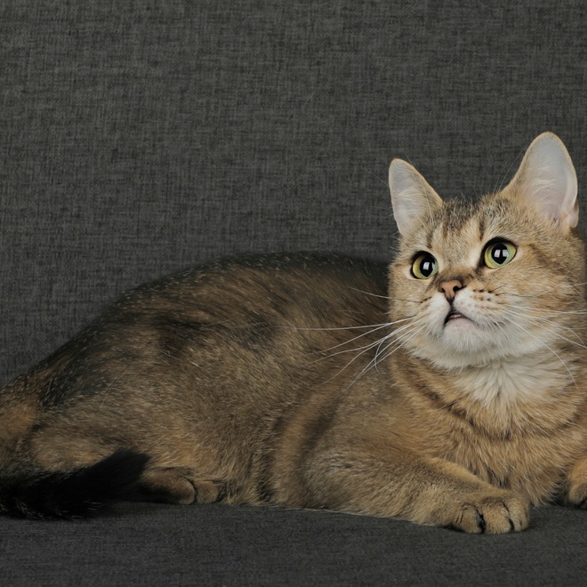 A golden Chinchilla lying on a black background