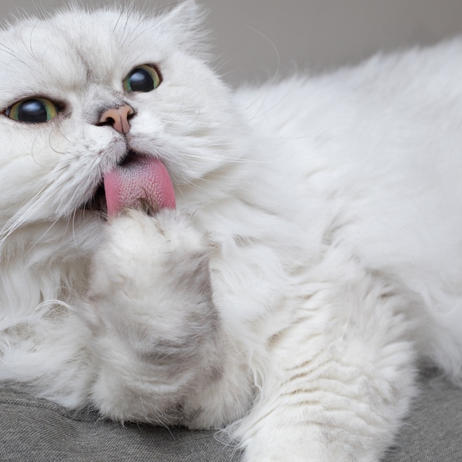 A Chinchilla lying on the ground and licking his paw
