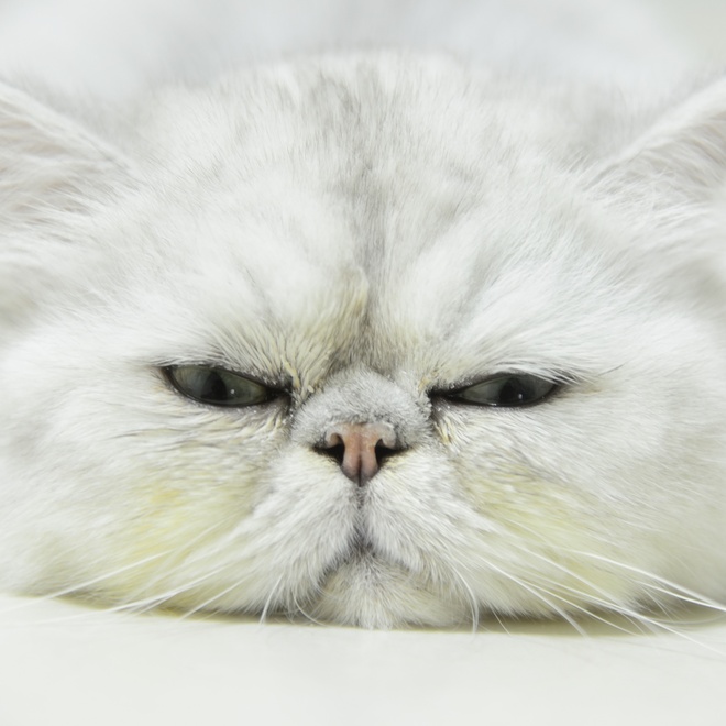 Portrait of a white Chinchilla