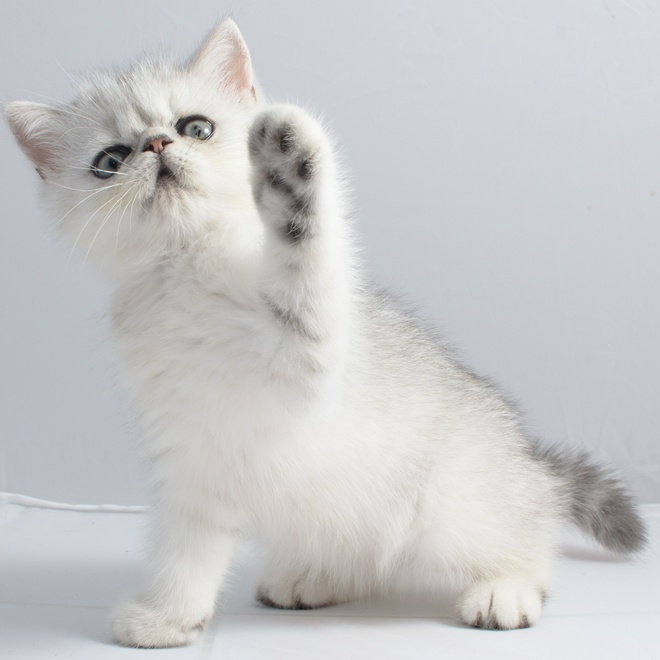 A white Chinchilla raising its paw