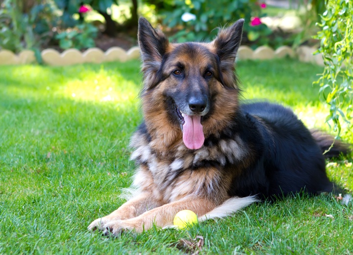un berger allemand allongé dans l'herbe avec la langue qui pend.