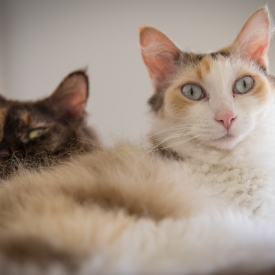 Two LaPerms sitting together