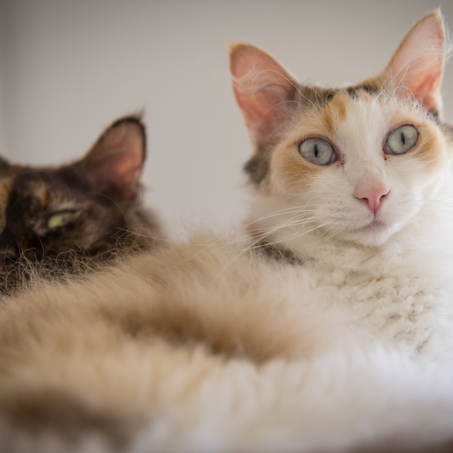 Two LaPerms sitting together