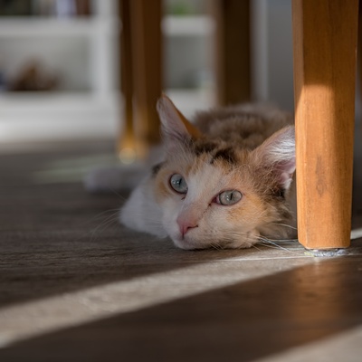 A LaPerm laying on the ground