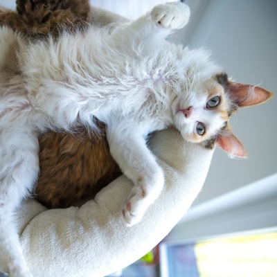 White LaPerm laying on a pillow