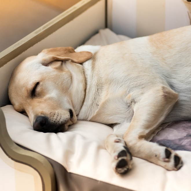 A labrador sleeping inside on a pillow