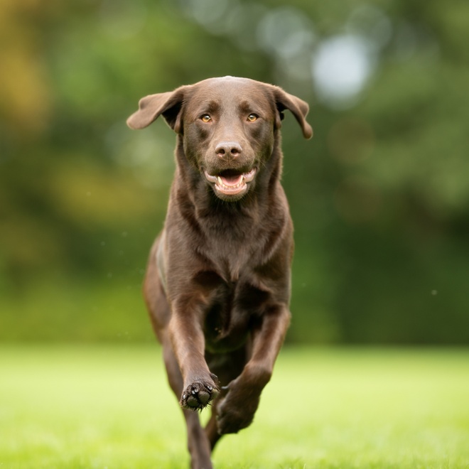 A chocolate labrador running outside
