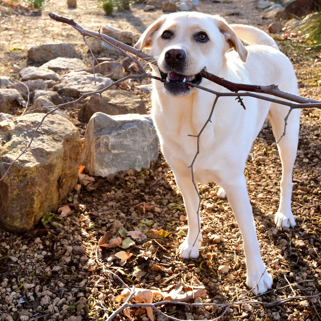A labrador with a stick in his mouth