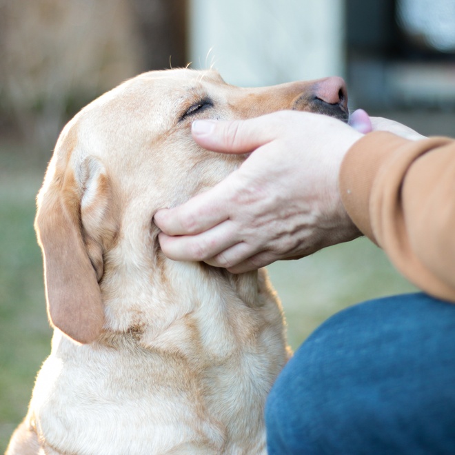 A labrador with his owner