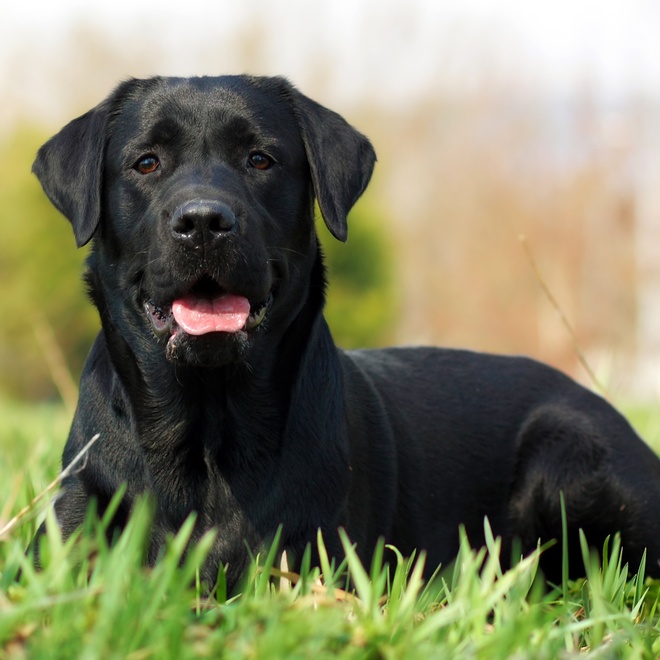 A black Labrador sitting outside