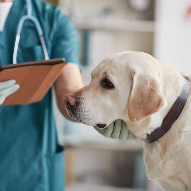 A Labrador at the vet