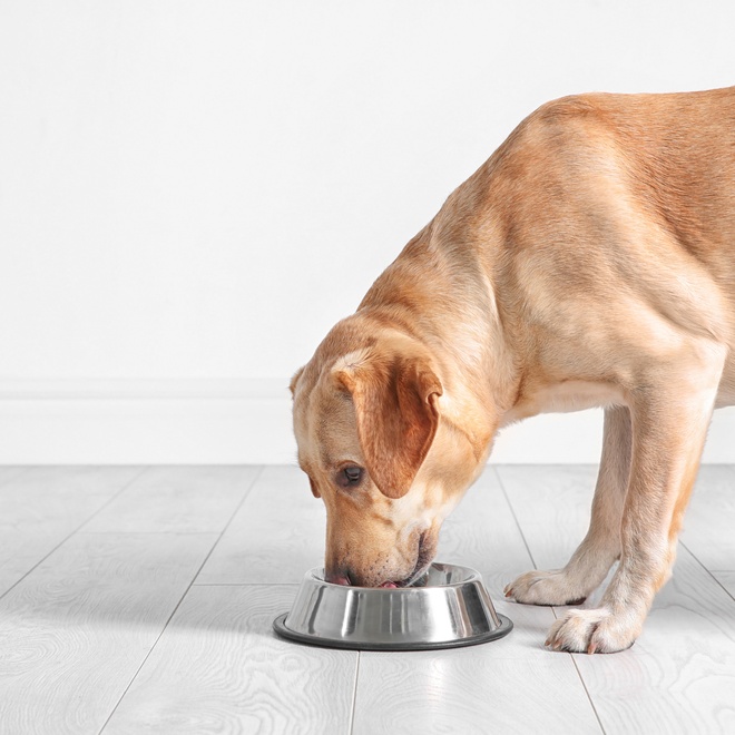A Labrador eating from his bowl
