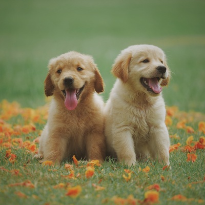 Zwei Labrador Welpen sitzen nebeneinander