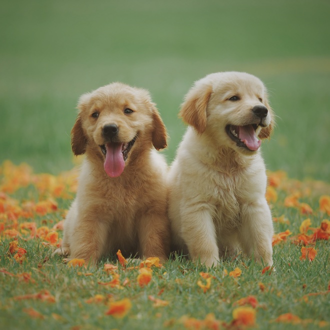Two labradors puppies together