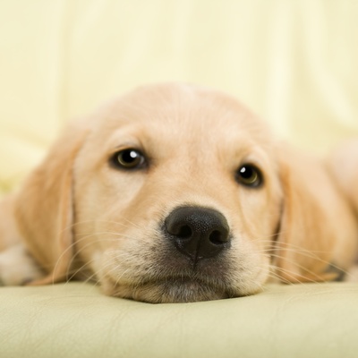 Ein Labrador liegt auf dem Boden