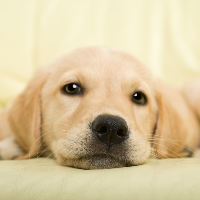 Ein Labrador liegt auf dem Boden
