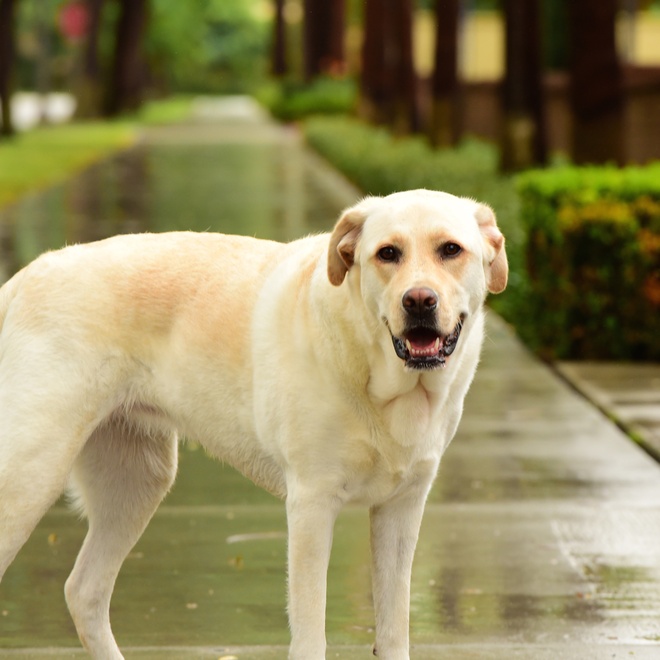 A Labrador Retriever standing in the street