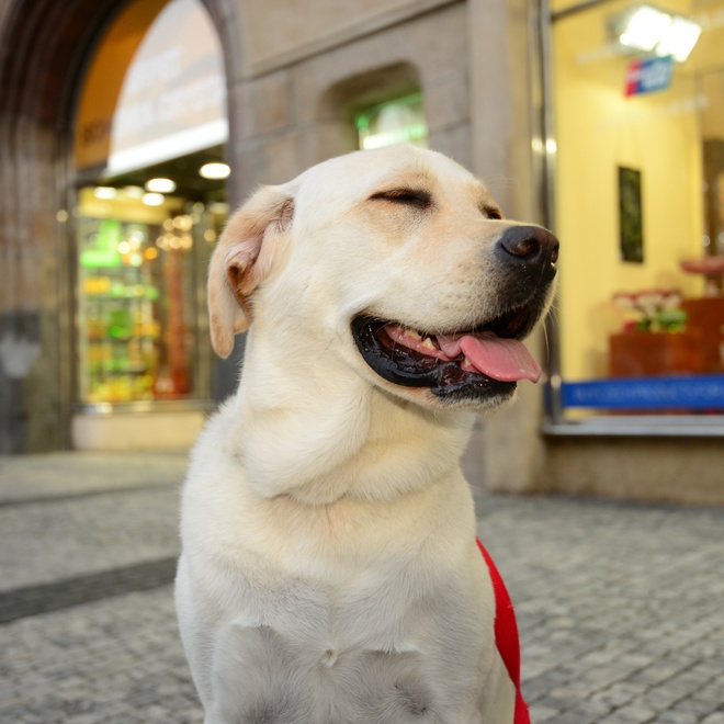 A beautiful Labrador Retriever smiling