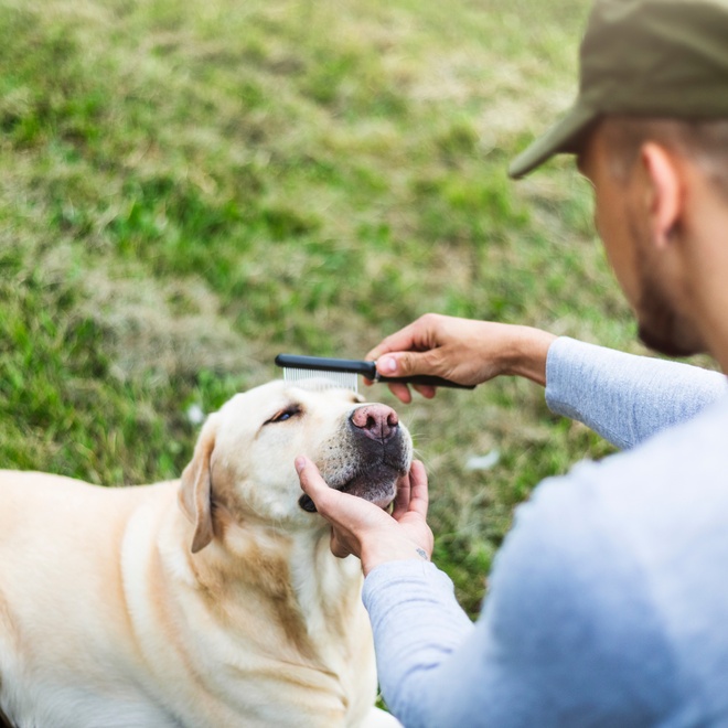 A Labrador being brushed by his owner