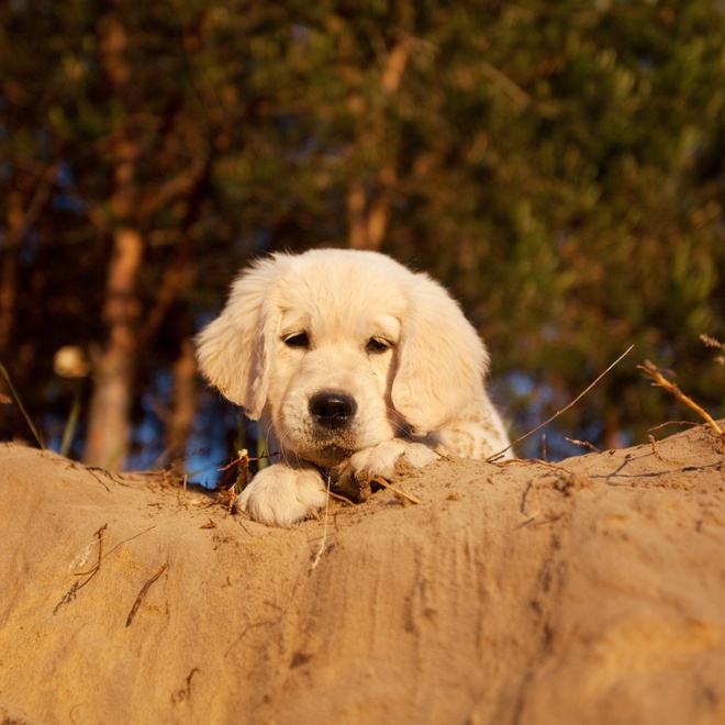 A Labrador puppy on a branch