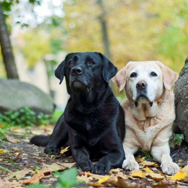 A black and a golden labrador together in the forest