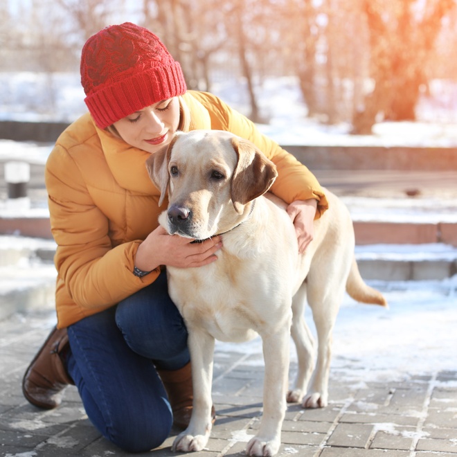 A labrador with his owner in the snow