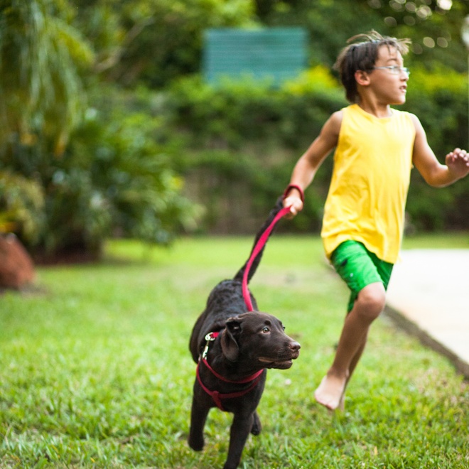 A chocolate labrador running with a kid