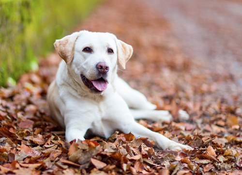Ein wunderschöner Labrador, der in den Blättern liegt