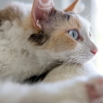A multicoloured LaPerm cat with blue eyes