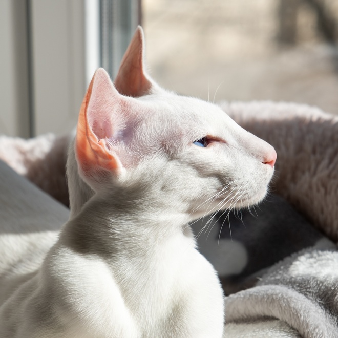 A white Oriental-Shorthair looking at the window