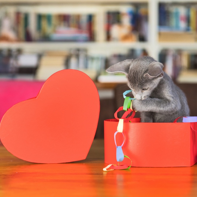 An Oriental-Shorthair with toys