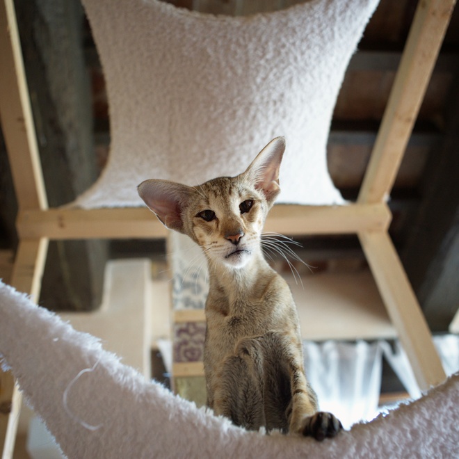 A standing Oriental-Shorthair looking at someone from above