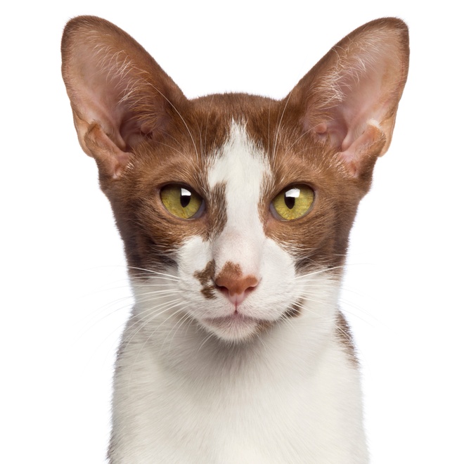A portrait of an Oriental-Shorthair
